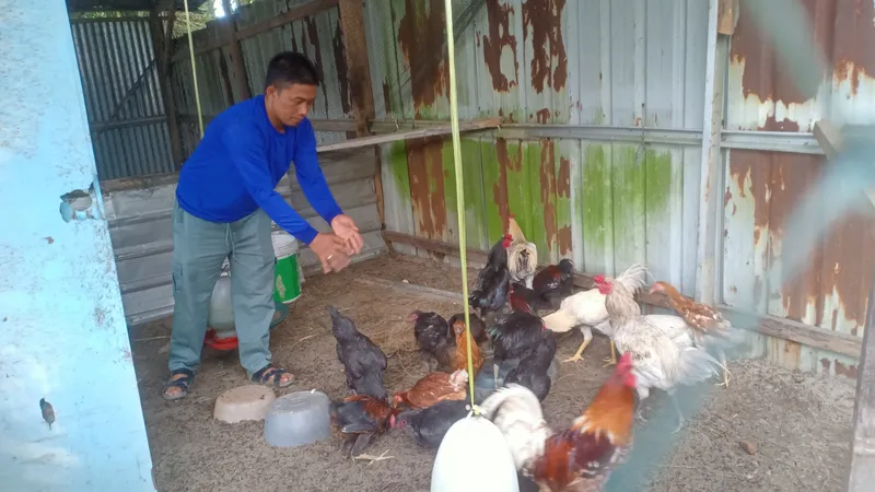 Foto: Manfaatkan Limbah Kantin, Mitra Binaan INALUM Hemat Pakan Ternak dari Budidaya Maggot 1