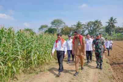 Ladang Jagung